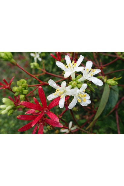 Гептакодіум перехідний етап цвітіння